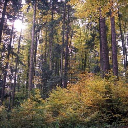 Parcul Natural Vanatori, Neamt