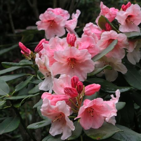 Rododendronul Hania 