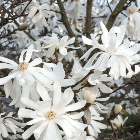 Magnoliile Royal Star