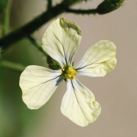 Beneficiile salatei de rucola 