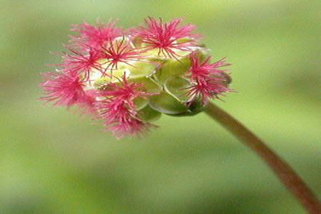 Sanguisorba minor. Plante medicinale.