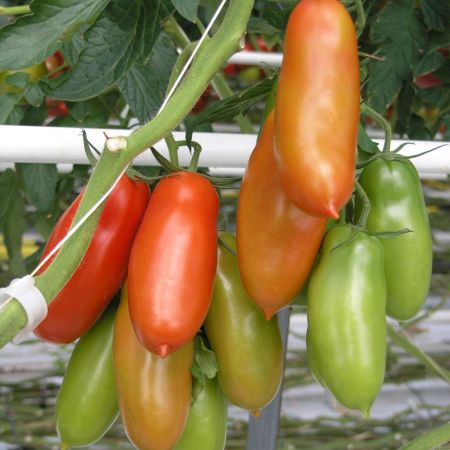 Rosiile San Marzano, gustul Italiei in orice reteta