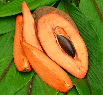 Mamey Sapote sau Pouteria sapota, un fruct exotic mai putin cunoscut