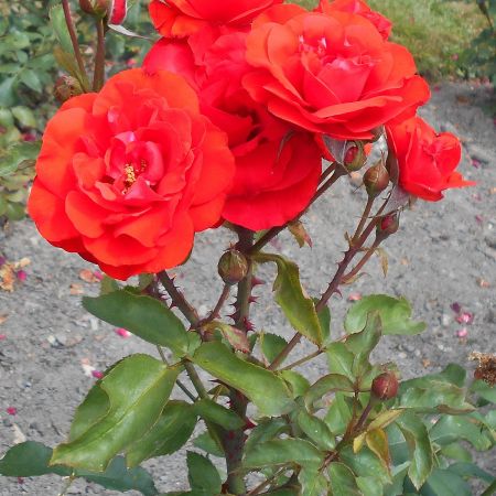 Trandafirii Satchmo 