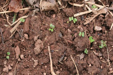 Seminte recomandate pentru plantare primavara 
