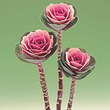 Plante care se aseamana