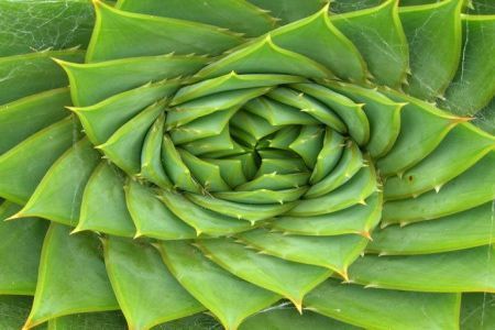 Spiral Aloe (Aloe polyphylla)