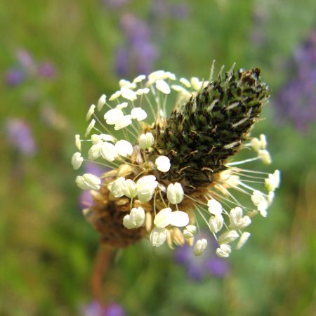 Plante medicinale impotriva simptomelor de raceala