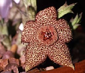 Stapelia - Steaua serifului