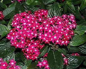 Pentas lanceolata -  steaua egipteana