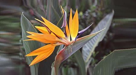 Strelitzia reginae