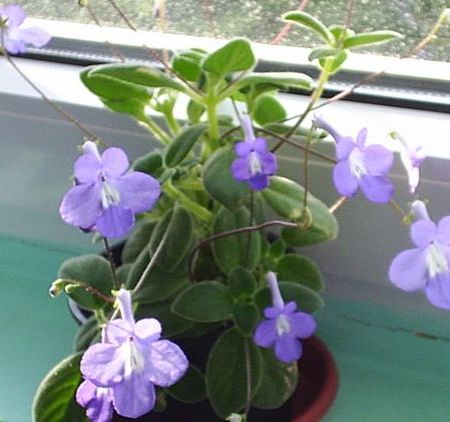 Streptocarpella - un streptocarpus aparte