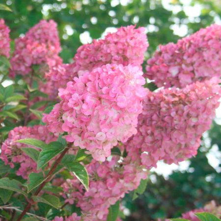 Hortensia Sundae Fraise