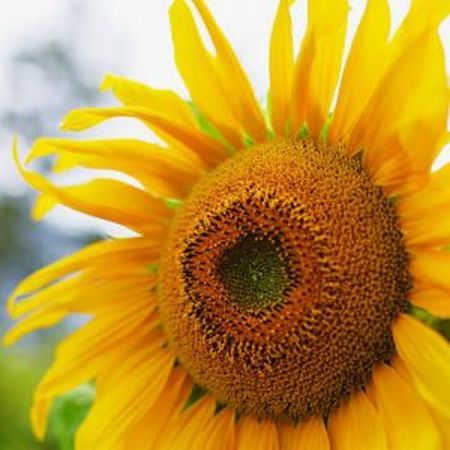 Cultivarea si ingrijirea florii soarelui