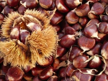 Castanea sativa sau castanul tomnatic dulce