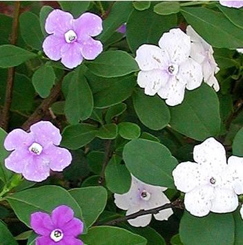 Brunfelsia