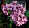 BERGENIA