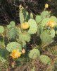 Opuntia humifusa