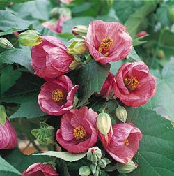 Ingrijire plante de apartament. Abutilon.