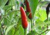 Capsicum