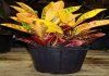 Codiaeum 	sau Croton