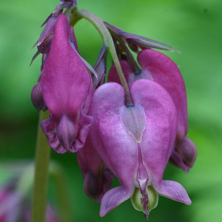 Dicentra