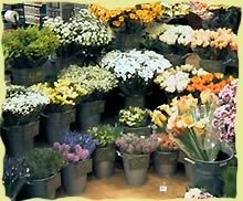 Olanda - tara florilor 