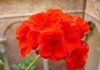 Geranium