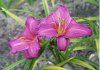 Hemerocallis