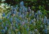 Muscari