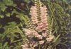 PHISOSTEGIA