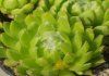 Sempervivum