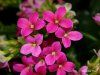 Kalanchoe blossfeldiana 