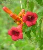 Campsis radicans