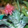 Aechmea fasciata - o  bromelie usor de ingrijt 