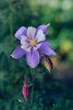 Aquilegia  