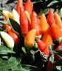 Picanterii in gradina: ardeii iuti