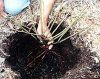 Primavara, momentul oportun pentru a planta trandafirii 