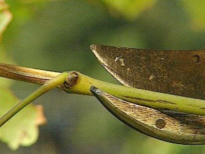 Sa facem distinctia intre taierea si tunderea plantelor ornamentale