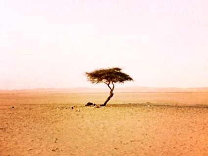 Cel mai singuratic arbore din lume. Arborele din Tenere