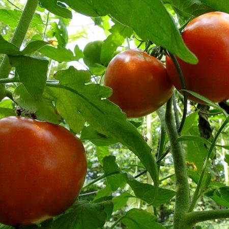O gradina de legume de invidiat 