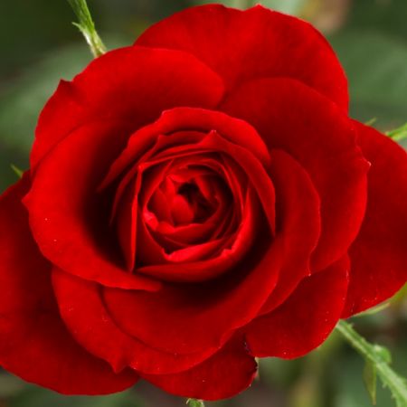 Trandafirul, un dar clasic pentru Valentine's Day