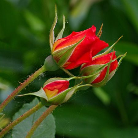 Taierea trandafirilor – o masura pregatitoare pentru iernare  