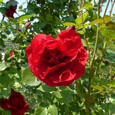 Pentru romantici ...solutii amenajari gradini