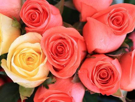 Cinci trucuri pentru trandafiri mai frumosi 