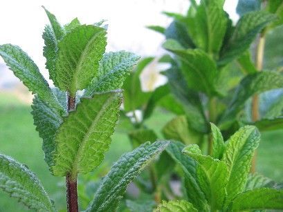 Uleiul de menta in probleme comune de sanatate