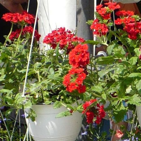 Probleme cauzate de caldura exagerata si uscaciunea aerului