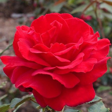 Trandafirul Victor Hugo