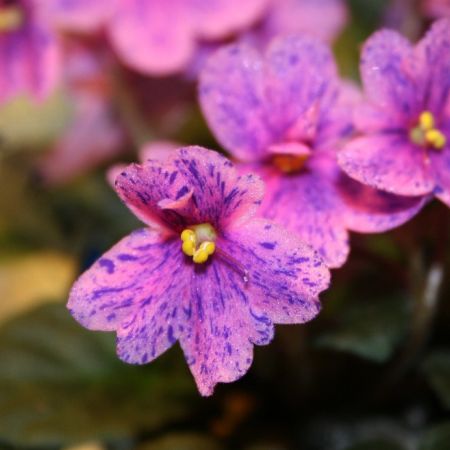 Violetele africane, flori de succes pentru interior  