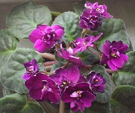 Violete inflorite 
